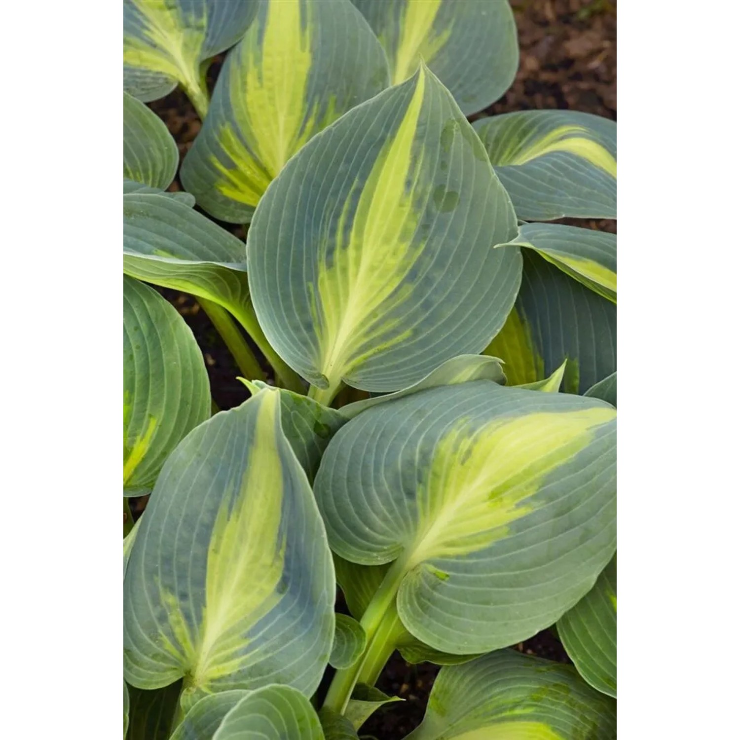 Nahaufnahme der Hosta Catherine Staude mit blaugrünen Blättern und gelben Akzenten.
