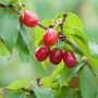 Kornellkirsche (Cornus mas) mit roten Früchten und grünen Blättern am Strauch.