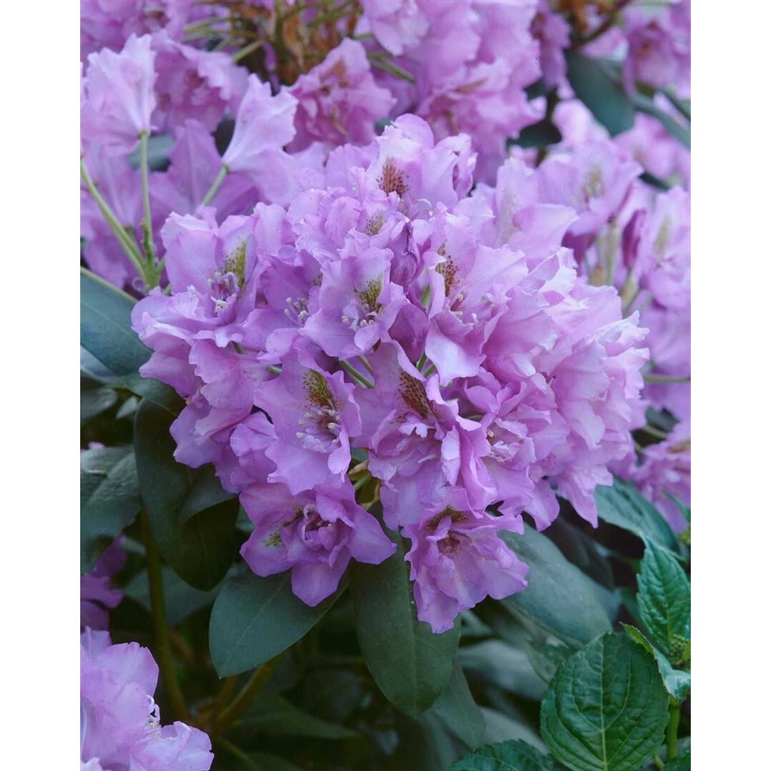 Rhododendron Hybr. Fastuos. Flore Pleno Gefüllt 30–40 cm günstig online kaufen