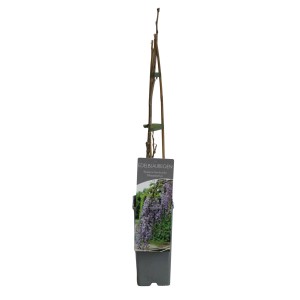 Edel-Blauregen Macrobotrys im Topf, ca. 40-60 cm hoch, Wisteria floribunda.
