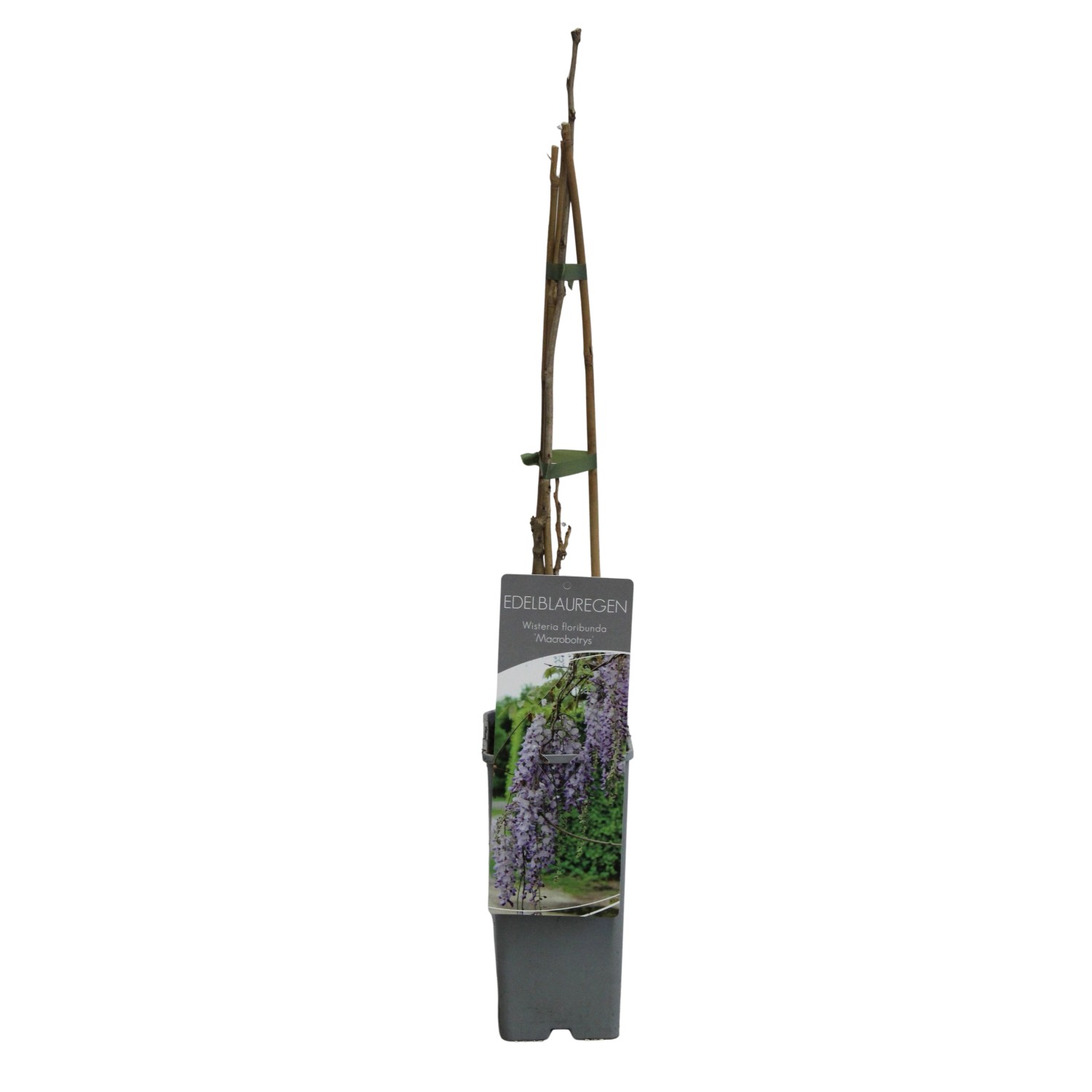 Edel-Blauregen Macrobotrys Höhe ca. 40-60 cm Topf ca. 2 l Wisteria floribun günstig online kaufen