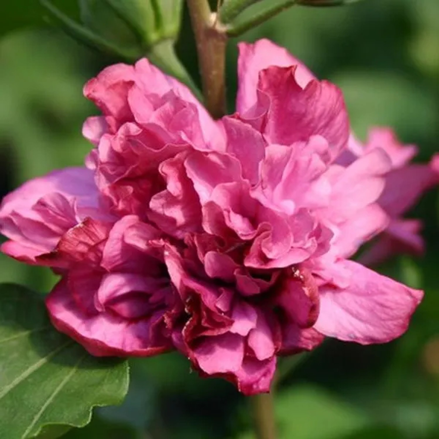 Garteneibisch 'Duc de Brabant' Hibiscus syriacus 40 bis 60 cm im Container Gefüllte Blüten