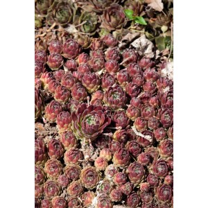 Nahaufnahme von vielen, rot-grünen Sempervivum Hauswurz Pflanzen im 9x9 cm Topf.