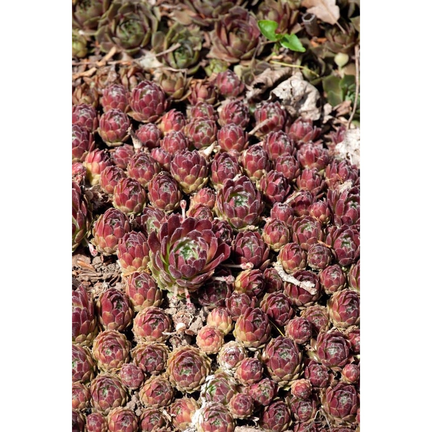 Sempervivum X Cult. Hey Hey Hauswurz Ca. 9x9 cm Topf günstig online kaufen