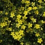 Gelber Potentilla Fingerstrauch im 9x9 cm Topf, üppig blühende Zimmerpflanze.