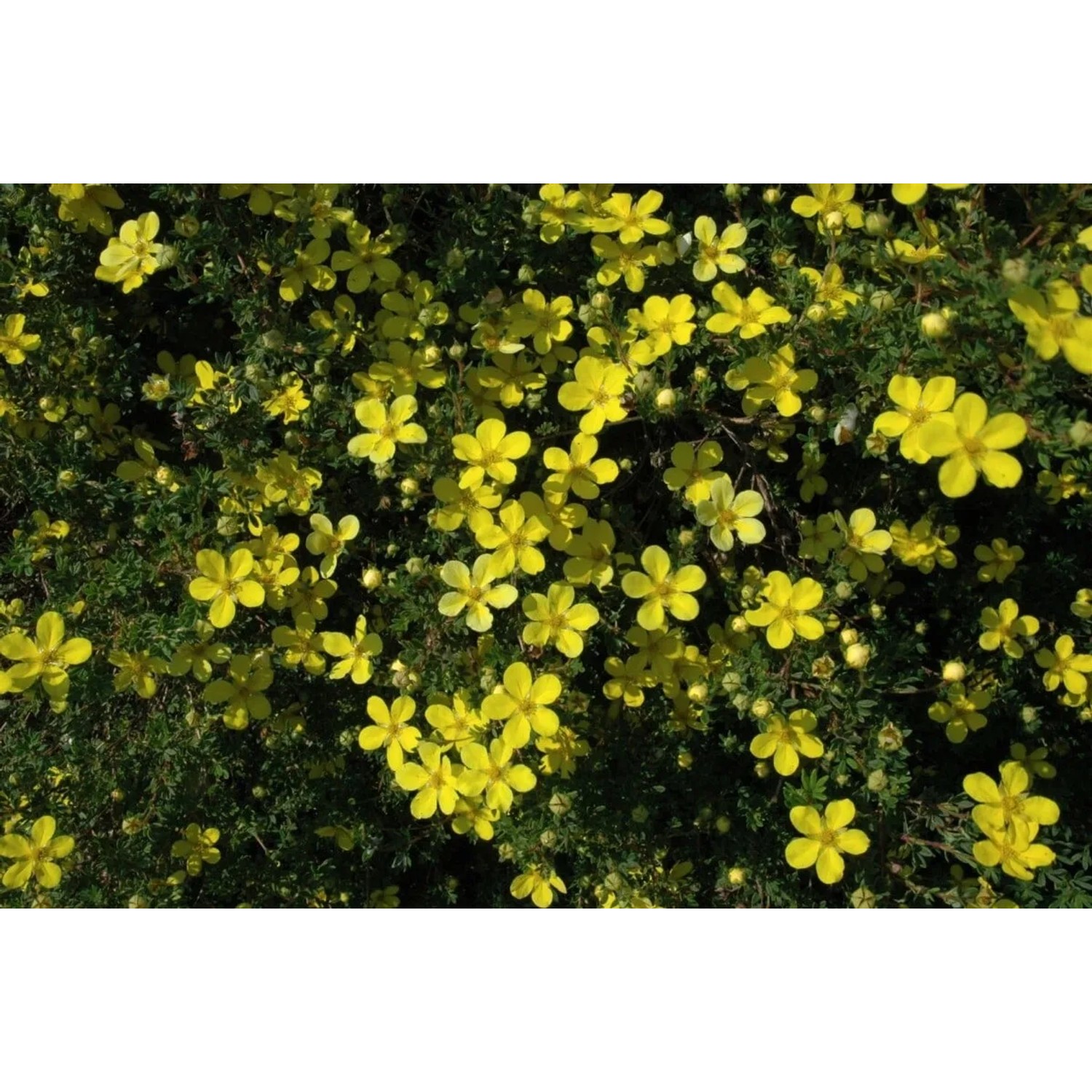 Gelber Potentilla Fingerstrauch im 9x9 cm Topf, üppig blühende Zimmerpflanze.