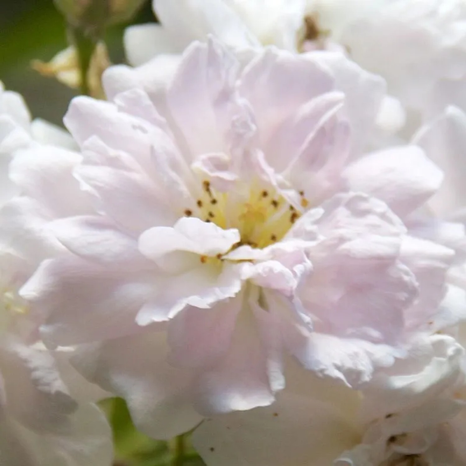 Kletterrose 'Paul's Himalayan Musk' Rosa plantofix Blüten