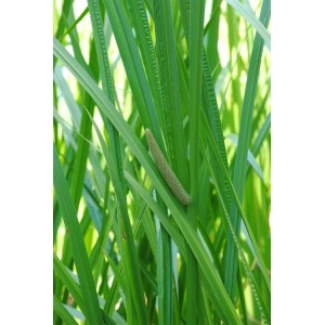 Acorus Calamus Kalmus Staude mit grünen, schwertförmigen Blättern und braunem Blütenkolben.