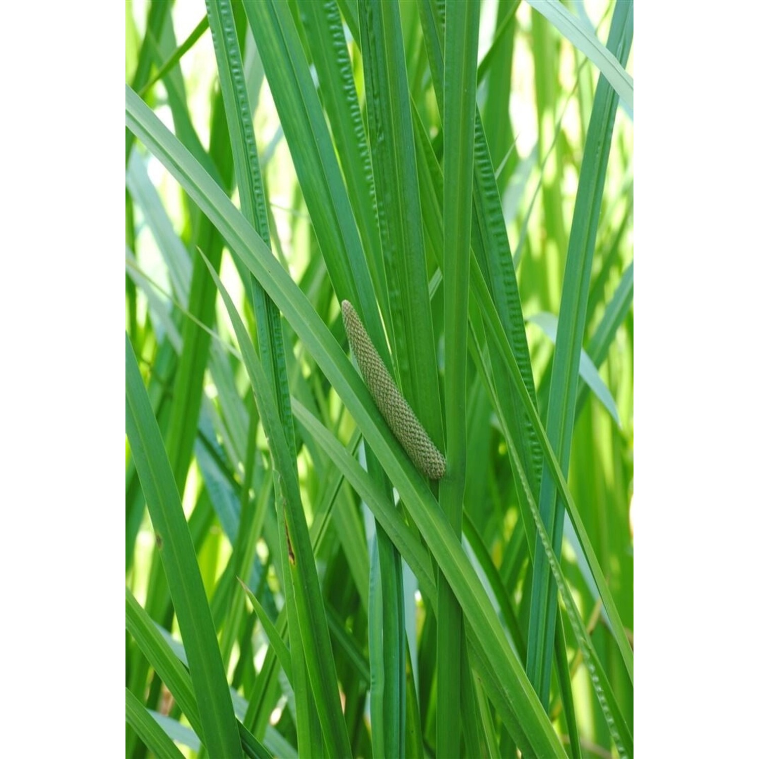 Acorus Calamus Kalmus Ca. 9x9 cm Topf günstig online kaufen