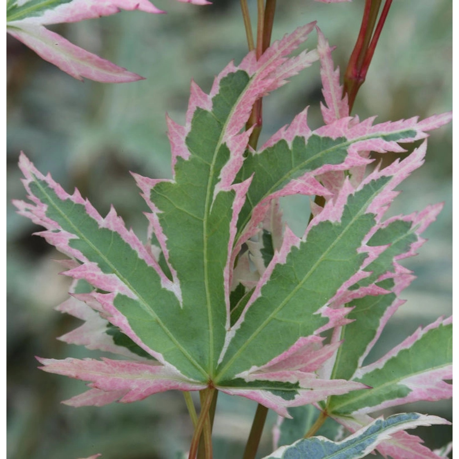 Fächerahorn Butterfly 80-100cm - Acer palmatum günstig online kaufen