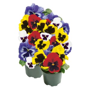 Stiefmütterchen im Topf, verschiedene Farben. Frühlingsblüher für Beet und Balkon.
