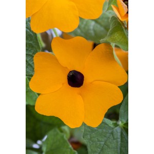 Nahaufnahme einer orangefarbenen Schwarzäugigen Susanne (Thunbergia alata) Blüte. Kletterpflanze für Kübel.