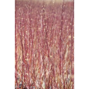 Cornus Alba Sibirica: Leuchtend rote Hartriegel-Zweige im Detail.