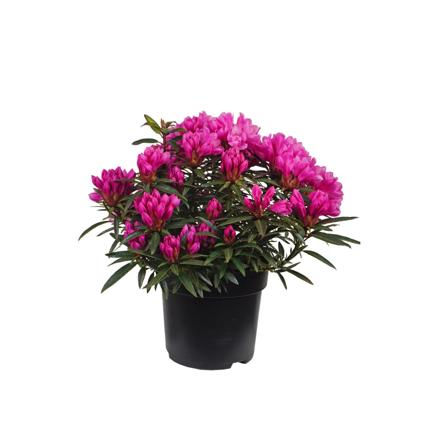 Alpenrose Graziella Rhododendron 30-40 cm 6 l Topf kaufen bei OBI