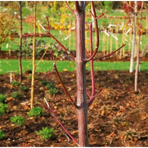 Schlangenhaut-Ahorn (Acer Pensylvanicum), 50–60 cm, mit markanter Rinde im Garten.