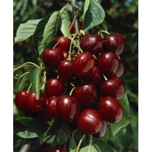 Süßkirsche 'Große Schwarze Knorpel' am Baum mit reifen, dunkelroten Früchten.