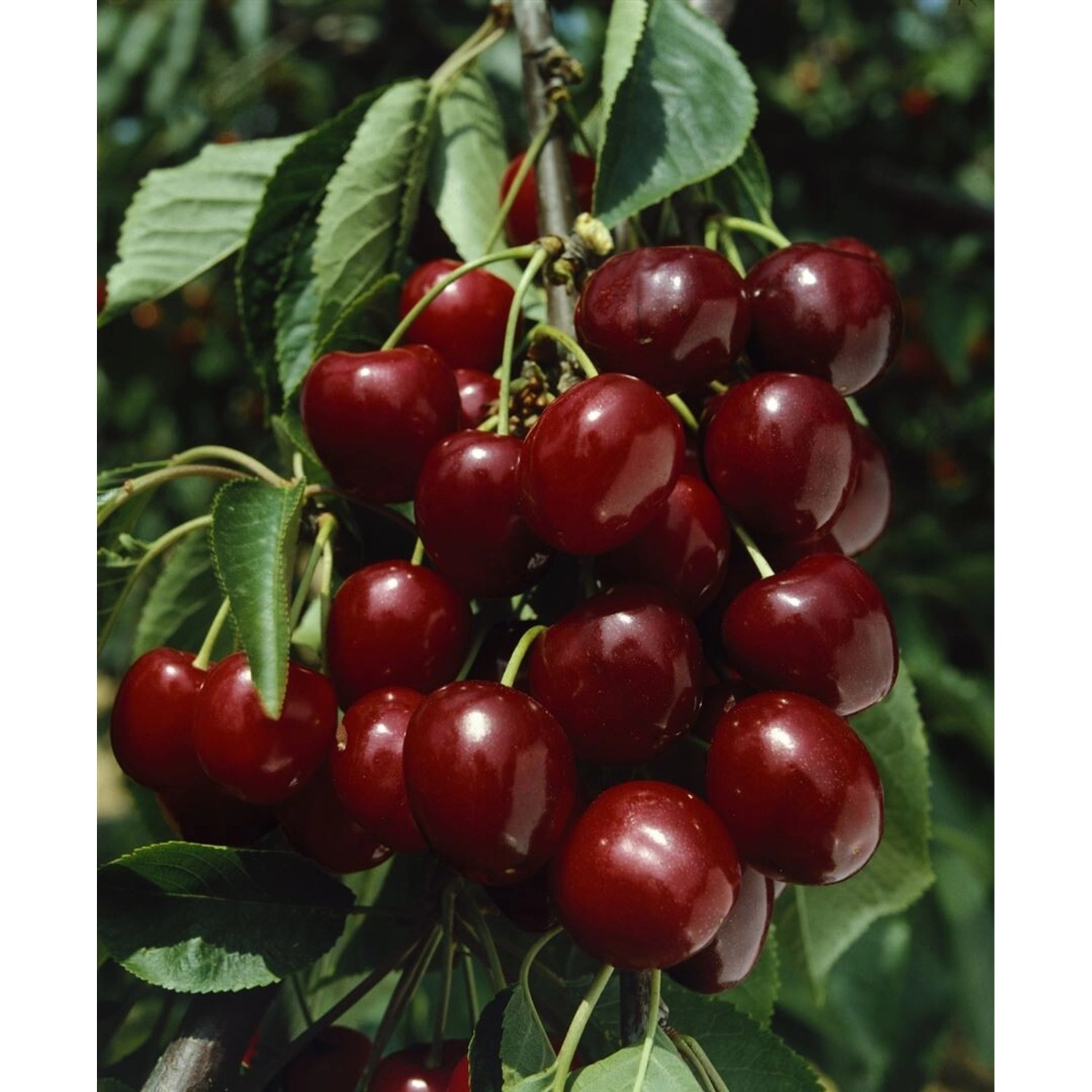 Prunus Avium Große Schwarze Knorpel Süßkirsche 150–200 cm günstig online kaufen