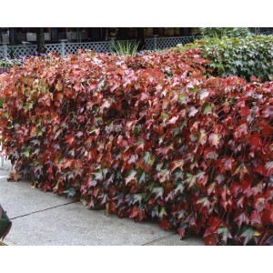 Rotlaubiger Wilder Wein 'Green Spring' als dichte Hecke im Garten.