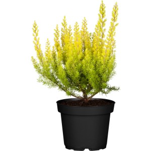 Baumheide Erica im Topf, weiße Blüten, immergrünes Laub. Ideal für Kübel und Terrasse.