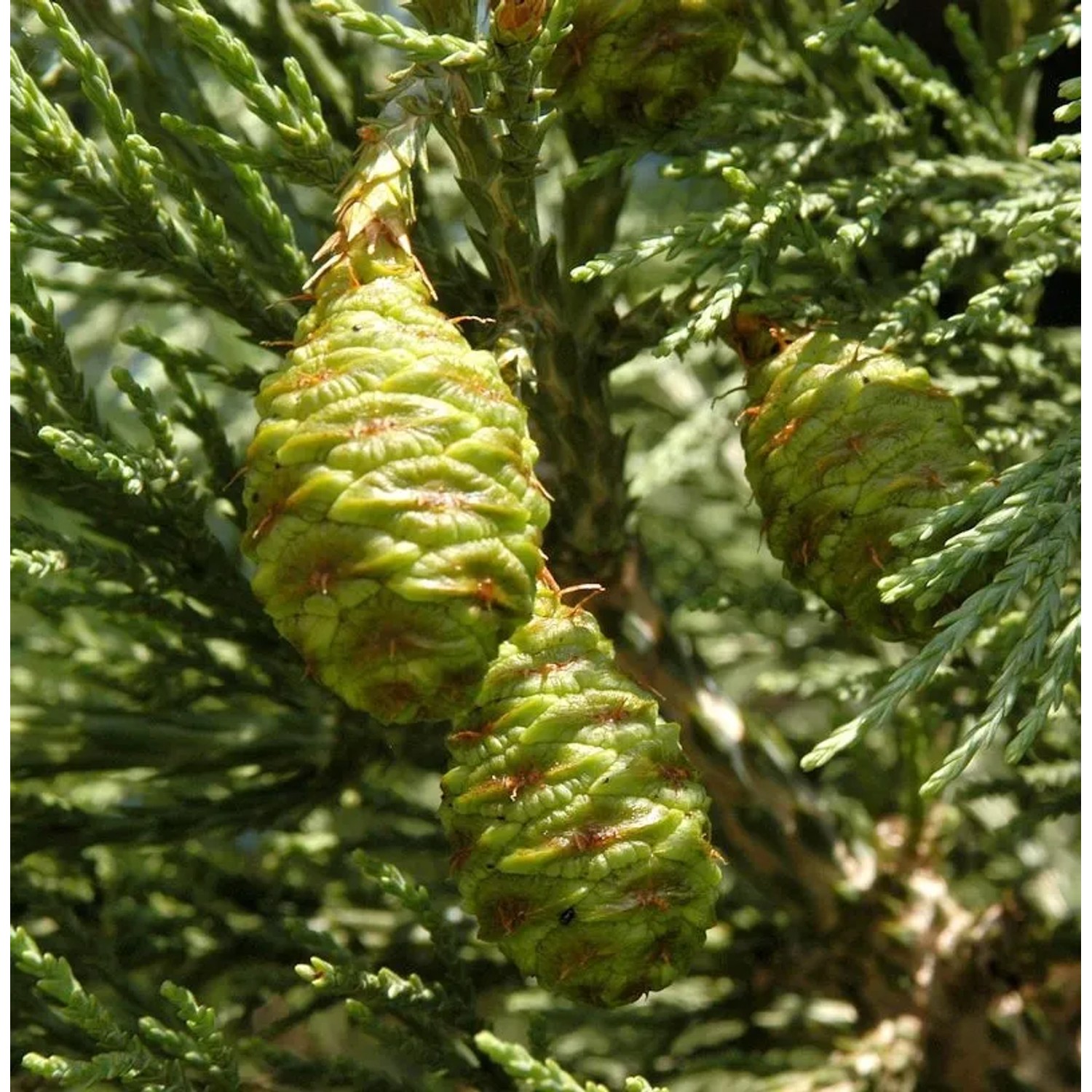 Kalifornischer Mammutbaum 50-60cm - Sequoiadendron giganteum