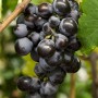 Blaue Weinrebe (Vitis Vinifera) mit reifen, dunklen Trauben an der Kletterpflanze.