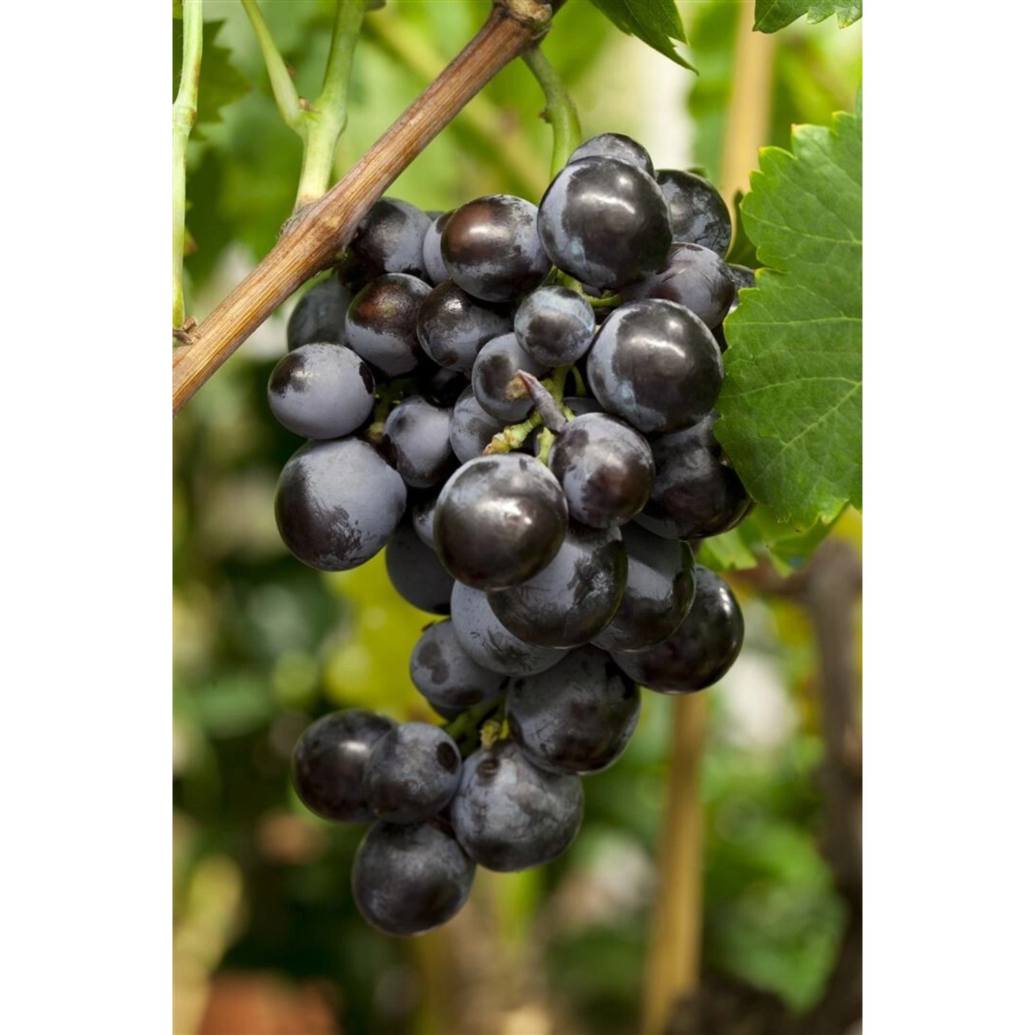 Vitis Vinifera Weinrebe Blau 80–100 cm günstig online kaufen
