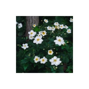 Foto von Herbstanemonen 'Honorine Jobert' mit weißen Blüten und gelber Mitte im Garten, Kategorie Bodendecker.