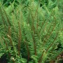 Grüner Schildfarn Polystichum Setiferum Proliferum im 9x9 cm Topf.