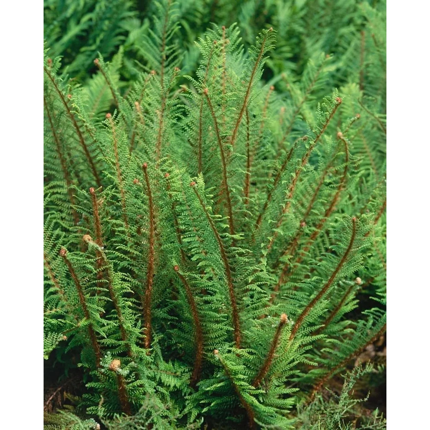 Grüner Schildfarn Polystichum Setiferum Proliferum im 9x9 cm Topf.