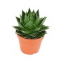 Kugelförmige Aloe Cosmo im 12cm Topf, eine grüne Sukkulente als Zimmerpflanze.