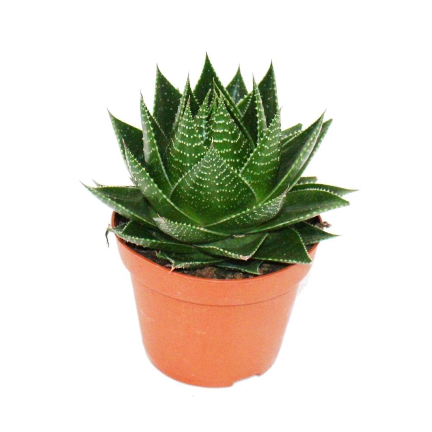 Exotenherz Aloe Cosmo Kugelförmige Aloe 12cm Topf Sukkulente Zimmerpflanze günstig online kaufen