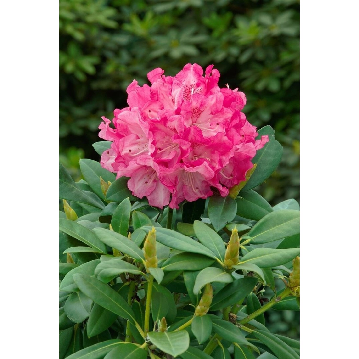 Rhododendron Yak. Graf Anton Günther Rosa Blüten 80 cm Stammhöhe günstig online kaufen