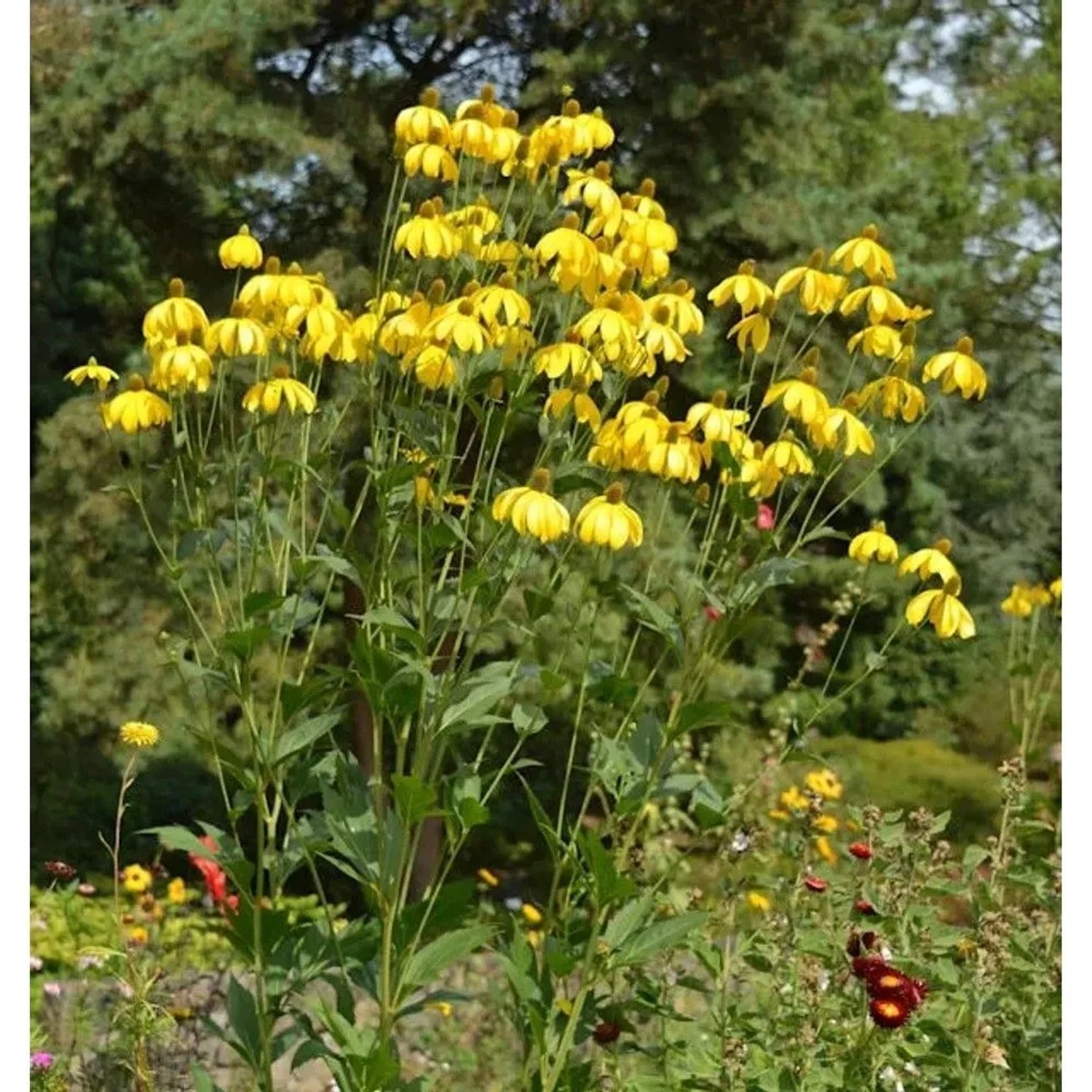 Fallschirm Rudbeckia Herbstsonne - Rudbeckia nitida