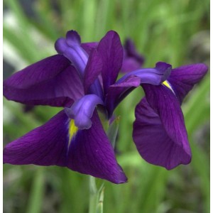 Nahaufnahme einer violetten Japanischen Sumpf-Schwertlilie (Iris ensata) mit gelben Akzenten.