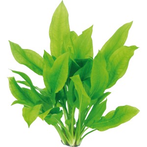 Dennerle Echinodorus Bleherae Aquariumpflanze, grüne Amazonas-Schwertpflanze für das Aquarium.