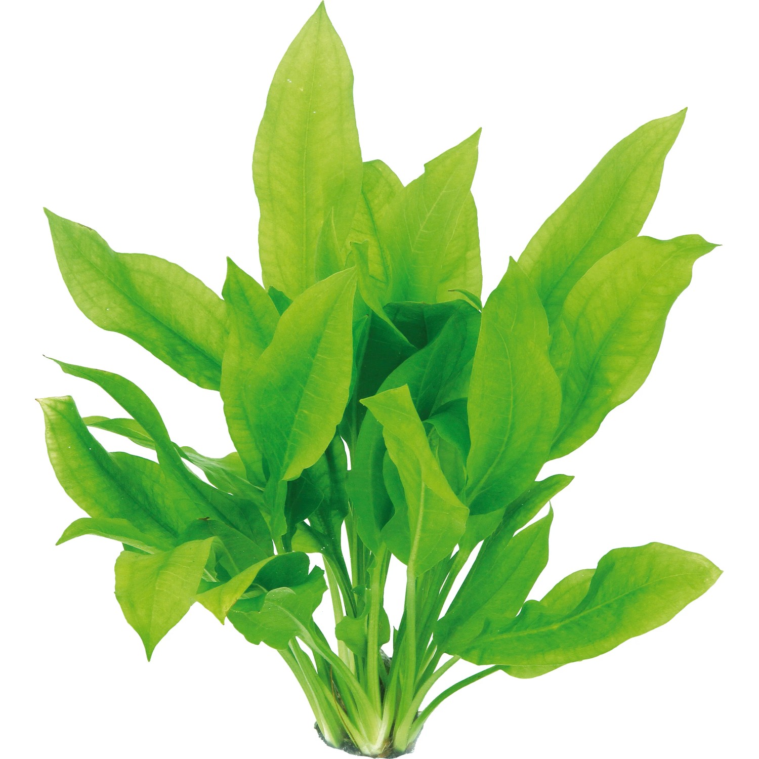 Dennerle Plants Aquariumpflanze Echinodorus Grisebachii Bleherae XML Pflanze