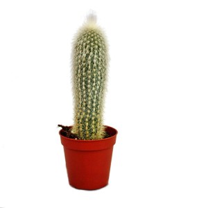 Exotenherz Silberkerze (Cleistocactus strausii) im roten 5,5cm Topf.