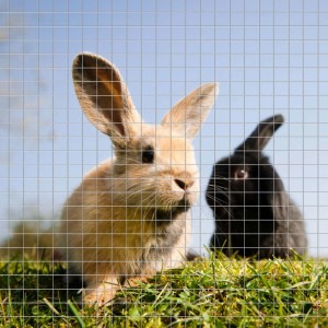 Wiltec Volierendraht mit zwei Kaninchen im Garten, Maschenweite 6,3mm.