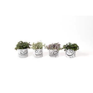 Grünpflanzen-Auswahl im Halloween-Keramiktopf (Ø 6cm) mit verschiedenen gruseligen Designs.