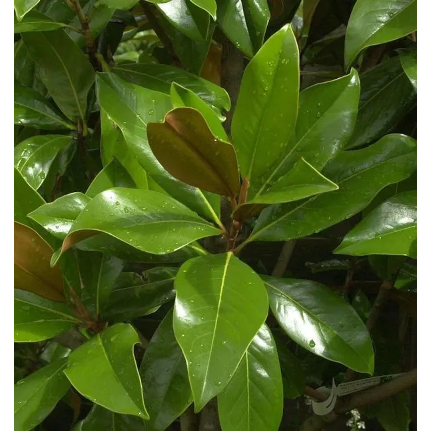 Immergrüne Magnolie Galissoniere 125-150cm - Magnolia grandiflora günstig online kaufen