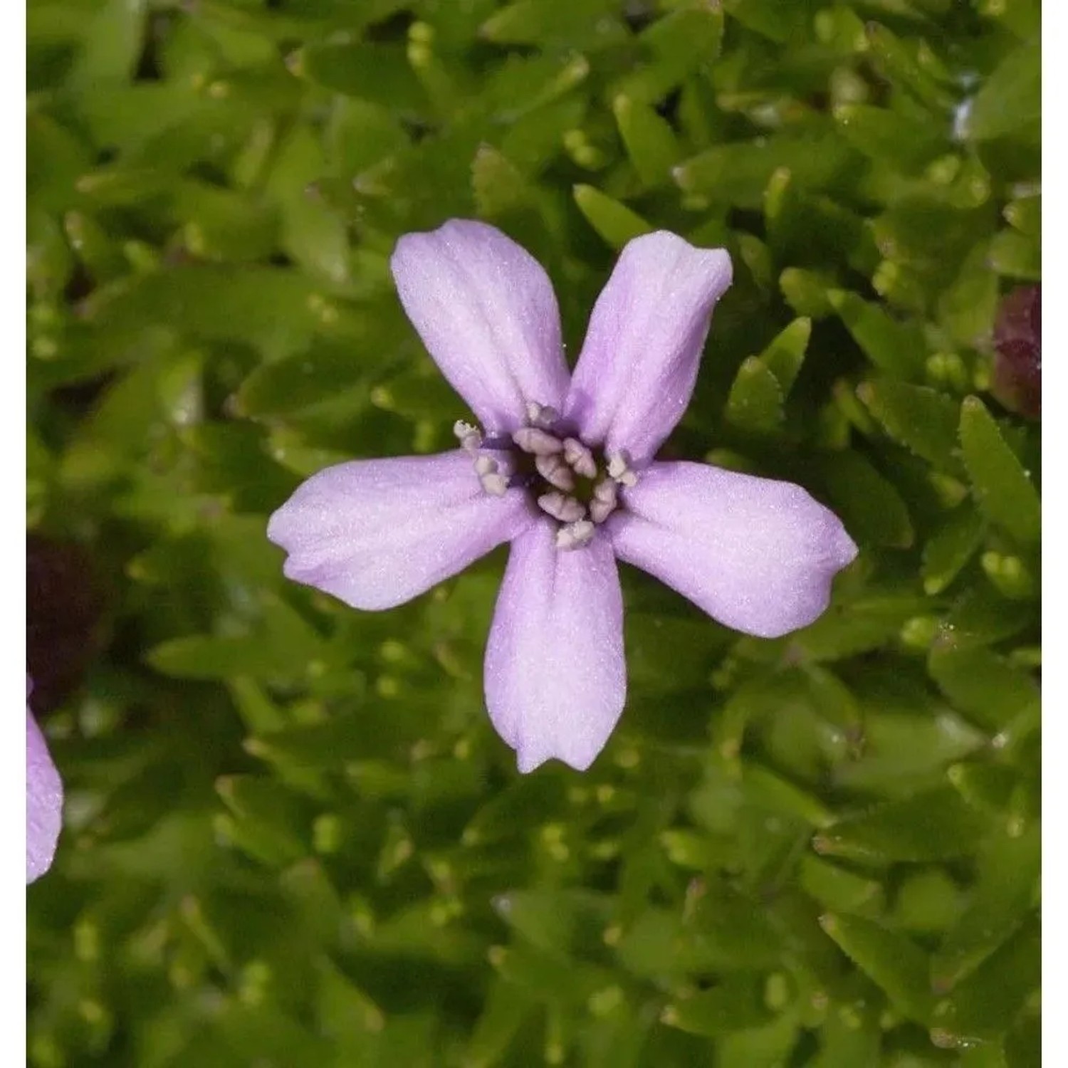 Stengelloses Leimkraut Floribunda - Silene acaulis
