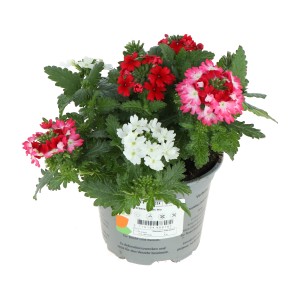Garten-Eisenkraut 'Drums Trio' im Topf, verschiedene Farben. Sommerblüher für Balkon und Garten.
