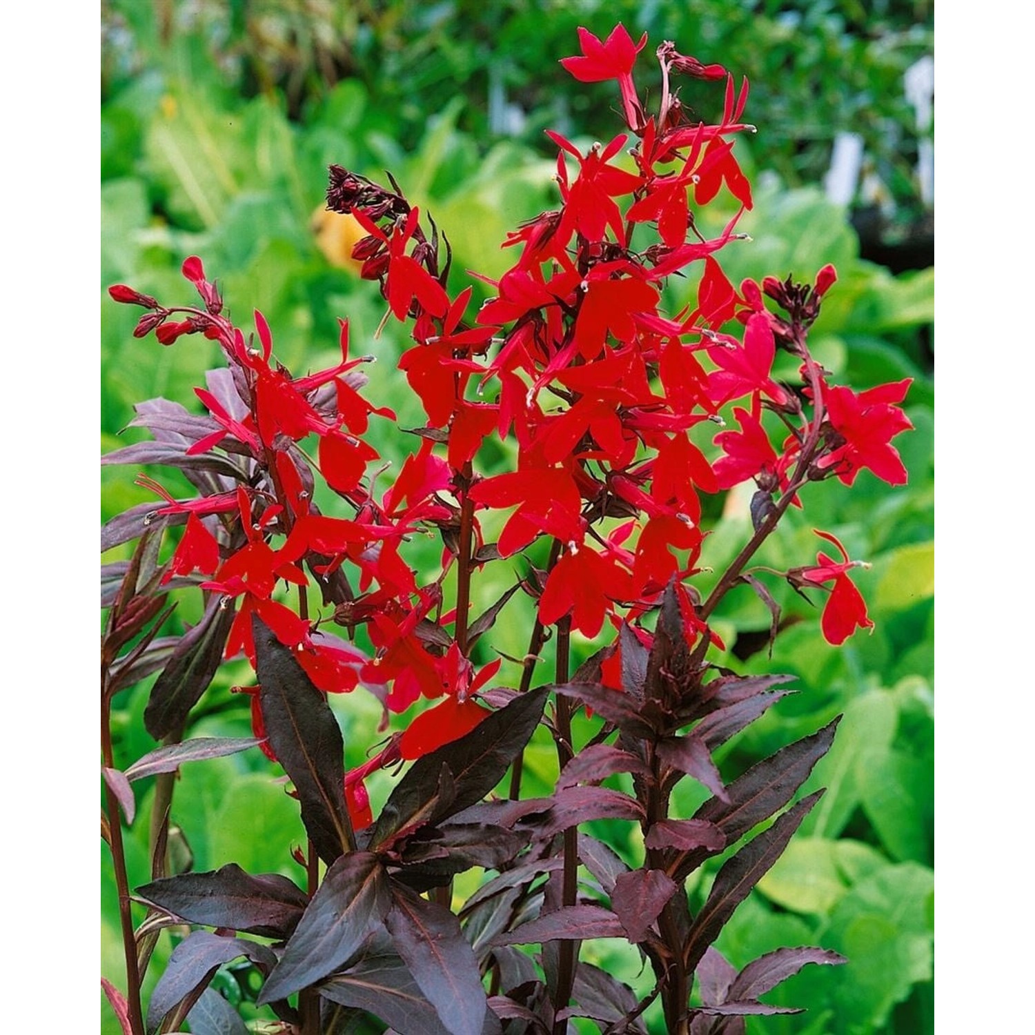 Lobelia Splendens Kardinalslobelie Ca. 9x9 cm Topf günstig online kaufen