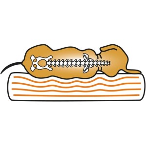 Illustration: Orthopädisches Hundebett Jessy, Kunstleder, 100x65cm, grau, mit Darstellung der Wirbelsäulenentlastung.