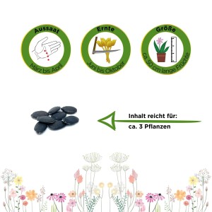 Samen der Schwammgurke Luffa: Aussaat, Ernte und Größe der Pflanze dargestellt.