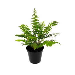 Farn im Topf, grüne Zimmerpflanze für schattige Standorte.