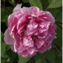 Strauchpfingstrose Madme Stuart Low - Paeonia suffruticosa