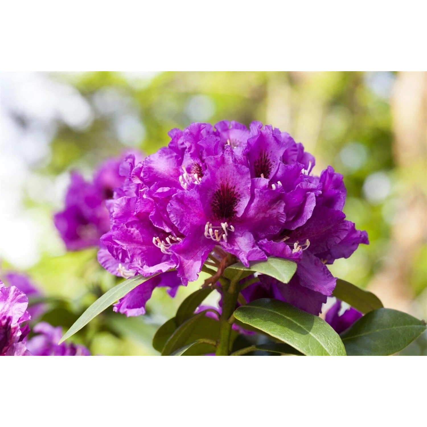 Rhododendron Hybr. Rasputin Inkarho Dunkelviolett 40–50 cm günstig online kaufen