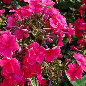 Hohe Flammenblume Aida - Phlox paniculata