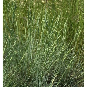 Detailaufnahme von Blauschwingel Harz (Festuca ovina), einer dekorativen Staude.